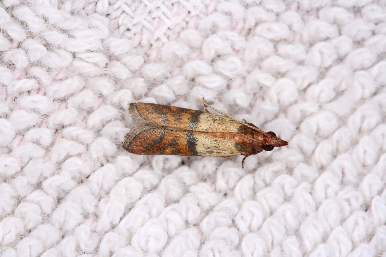 Hoffman Carpet Cleaning - How To Protect Your Carpet From Bugs and Moths