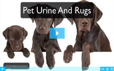 PROTECT YOUR RUGS FROM PET URINE DAMAGE