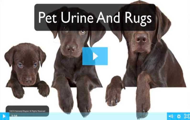 PROTECT YOUR RUGS FROM PET URINE DAMAGE